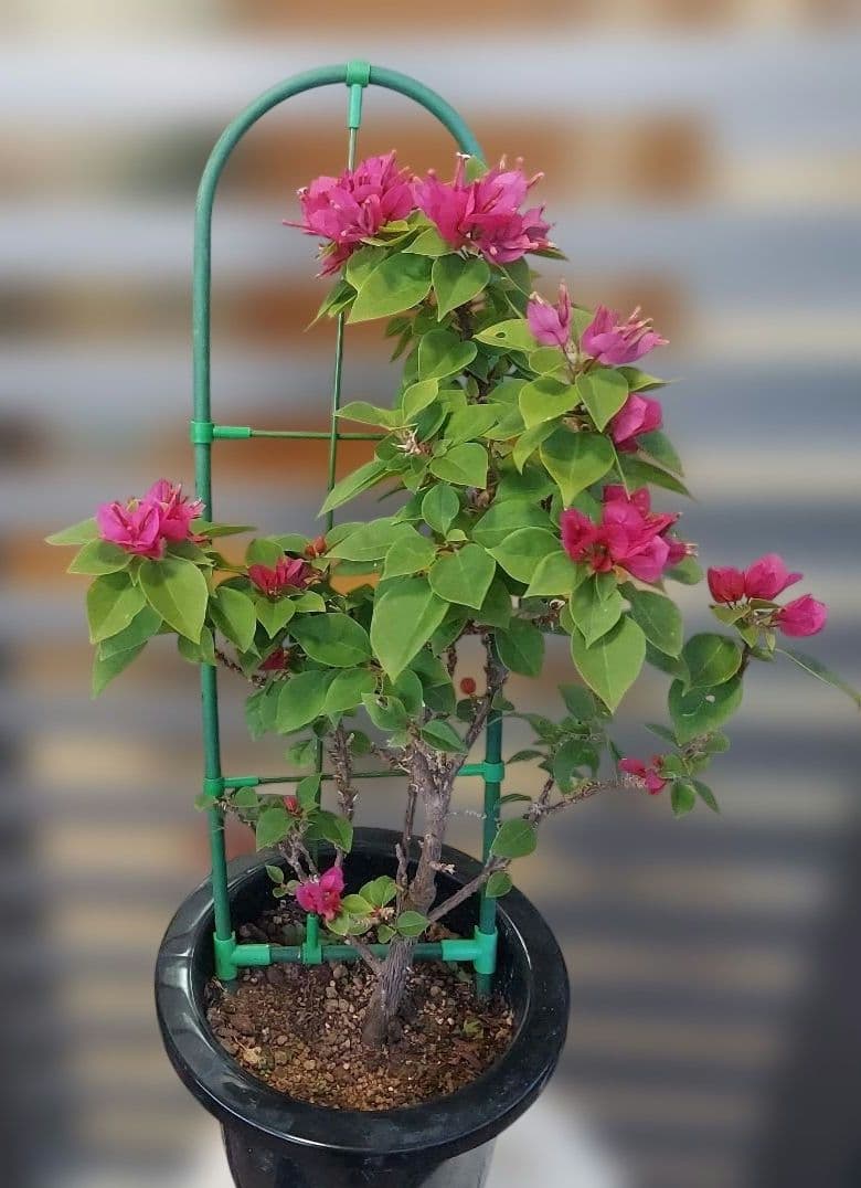 ブーゲンビリアキャンドル 　No.71 らくらくメルカリ便発送‼️