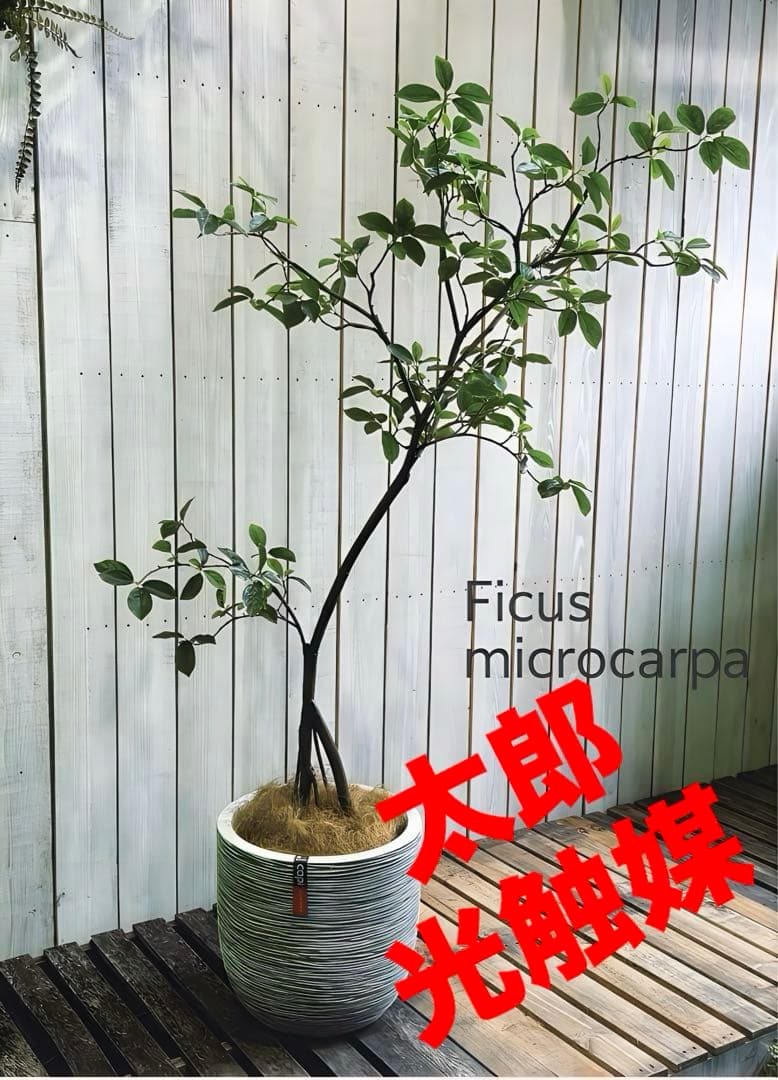 光触媒　人工観葉植物　ウォールグリーン　フェイクグリーン　ガジュマル150FST