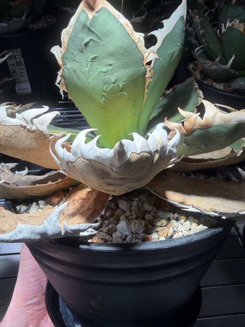 アガベ オアハカ　オテロイ　oaxaca oteroi