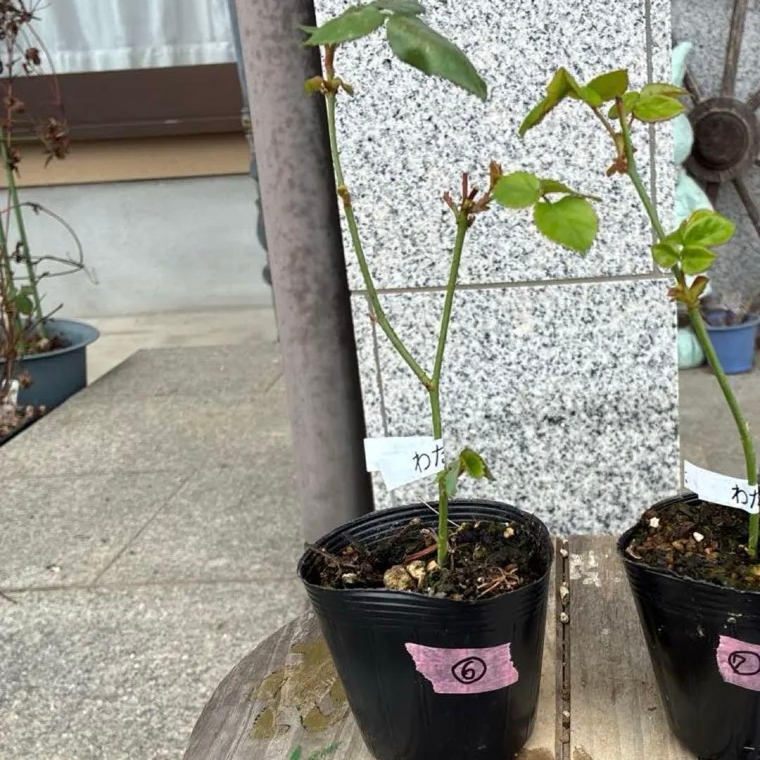 バラ苗　koko出品