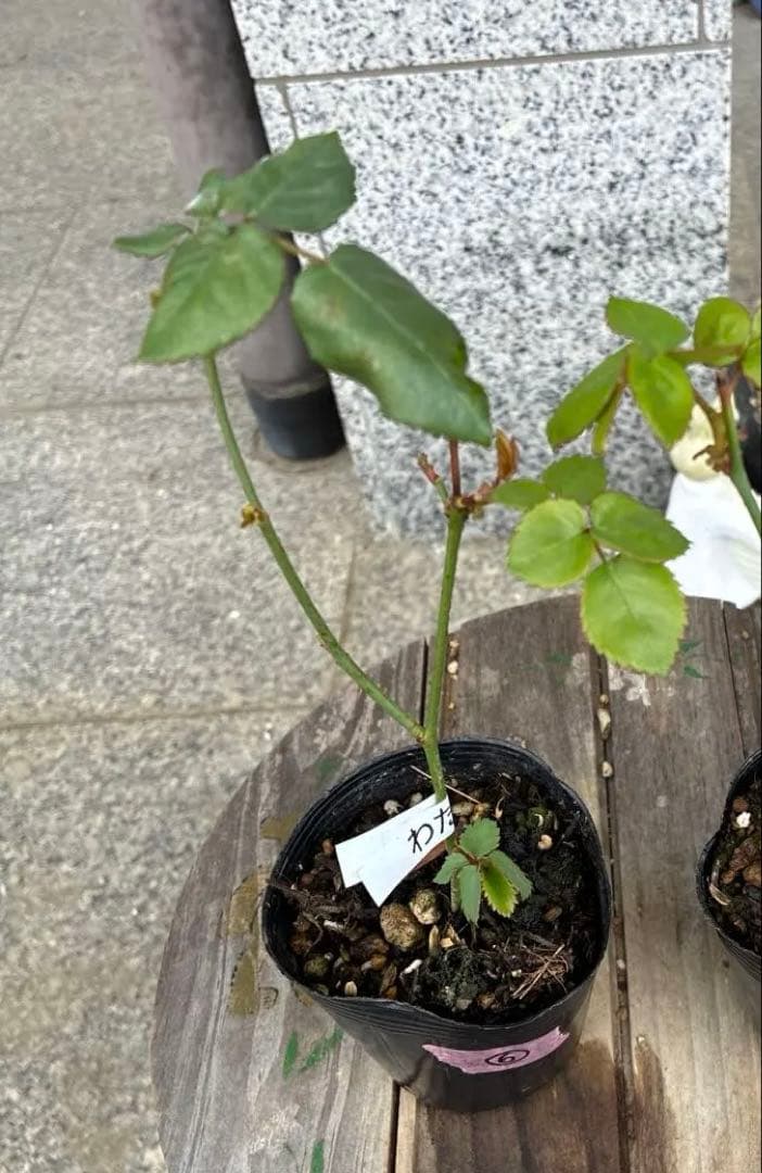 バラ苗　koko出品