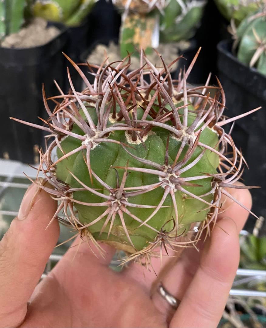 デンモザ 茜丸 実生 大株