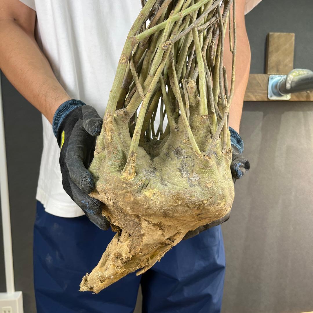 7*i様 23 激レア 超大株 アデニア ペチュエリー 現地球 鮮度抜群