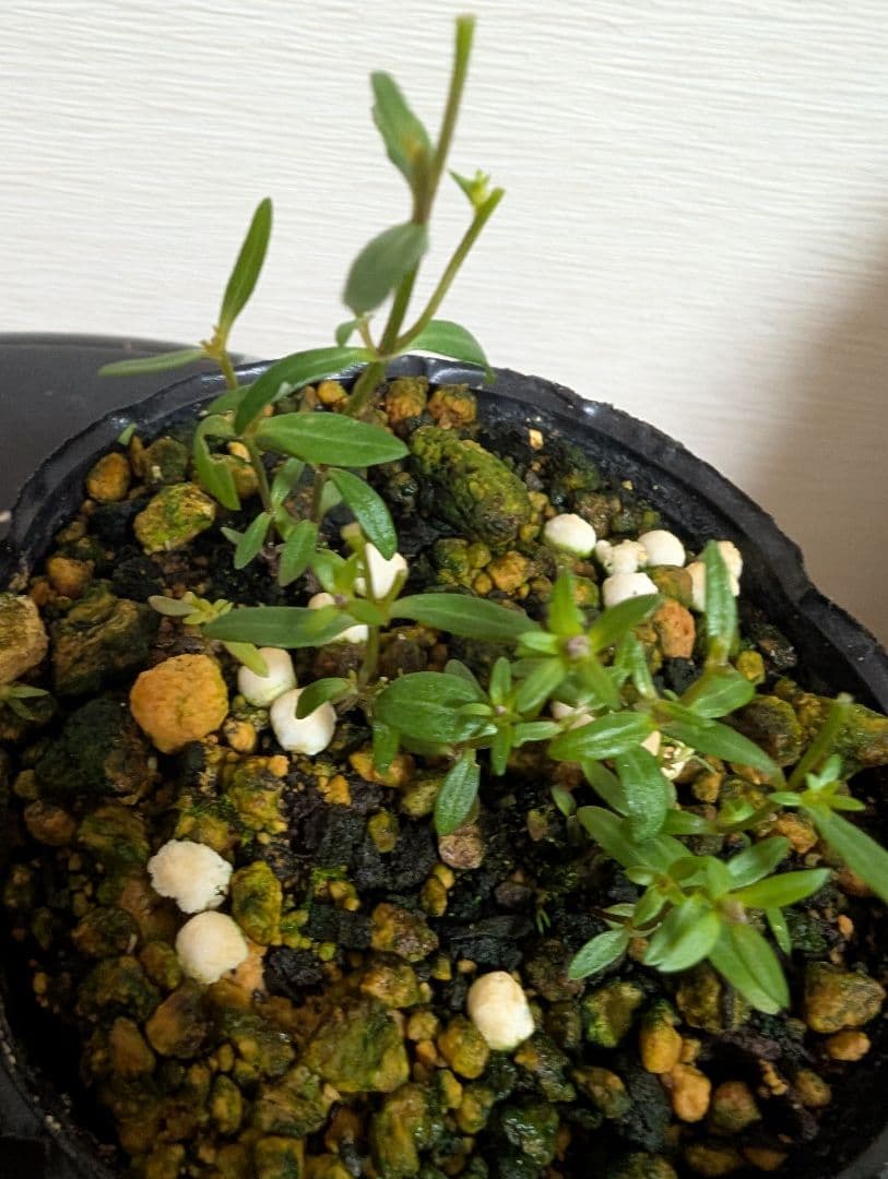 ムラサキセンブリ、オオフガクスズムシソウ