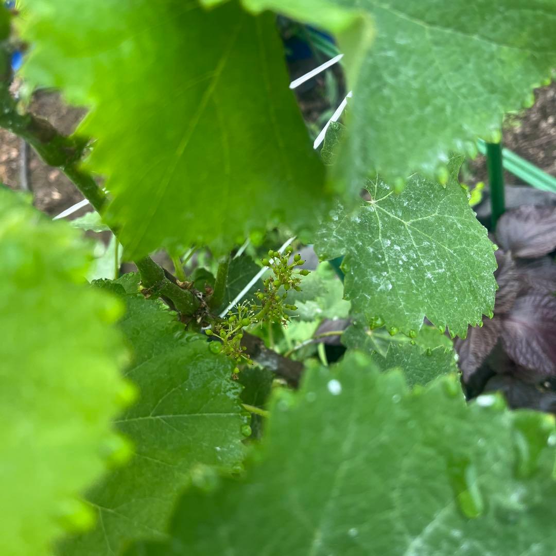 長野パープル　特大苗木　鉢100L 葡萄　山葡萄苗木　2メートル　直立4本出し