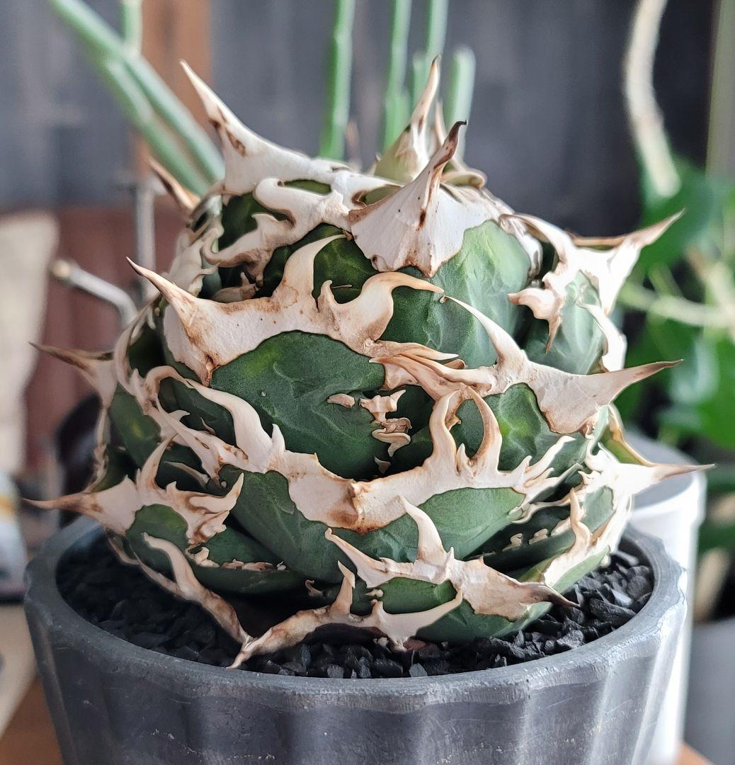 【龍皆歡さま専用】COK CG-01　親株　極上株