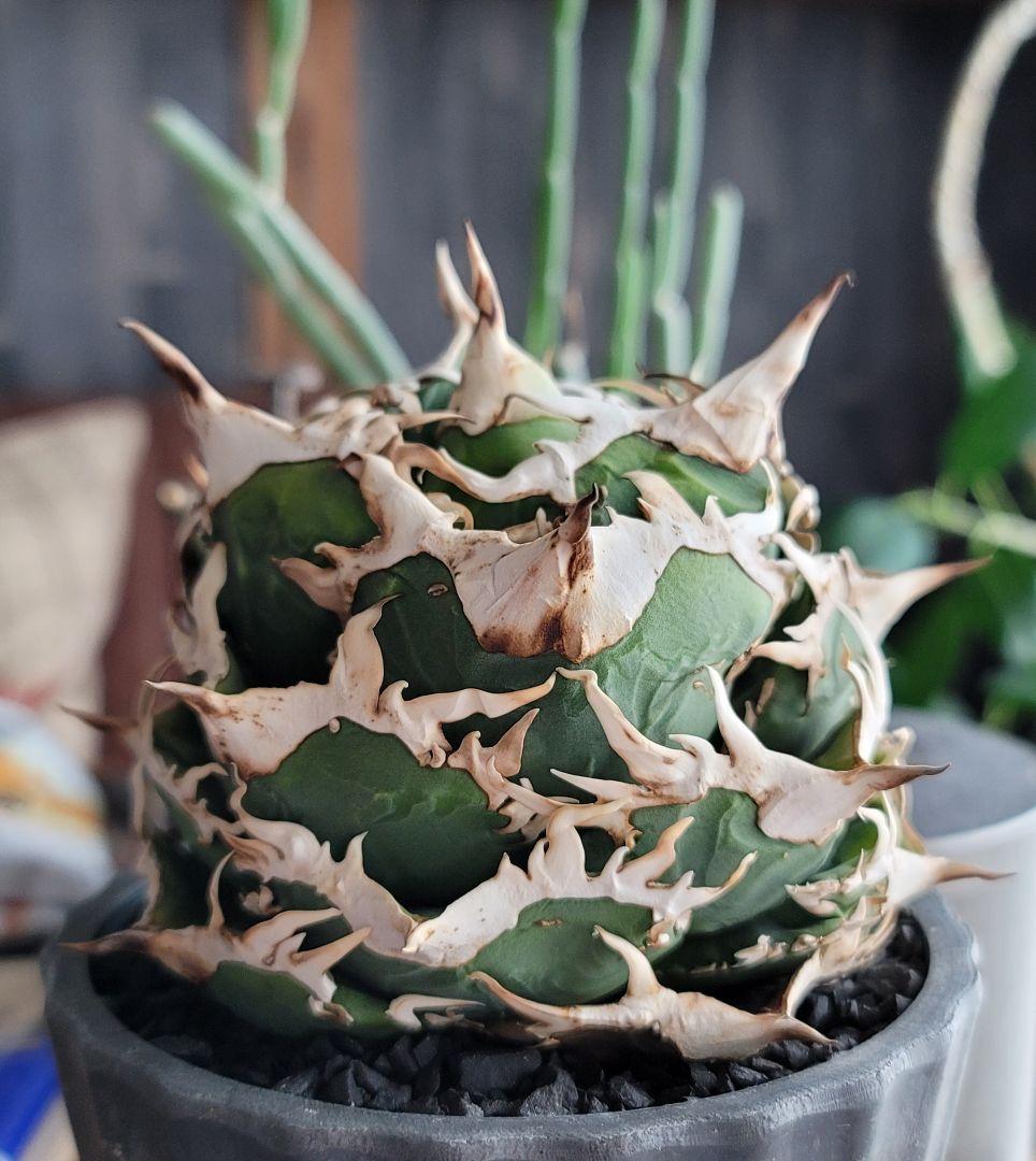 【龍皆歡さま専用】COK CG-01　親株　極上株