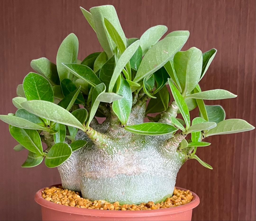 【激レア/ドワーフ/超極太/塊根】アデニウム アラビカムV2ハック鉢植えA-17