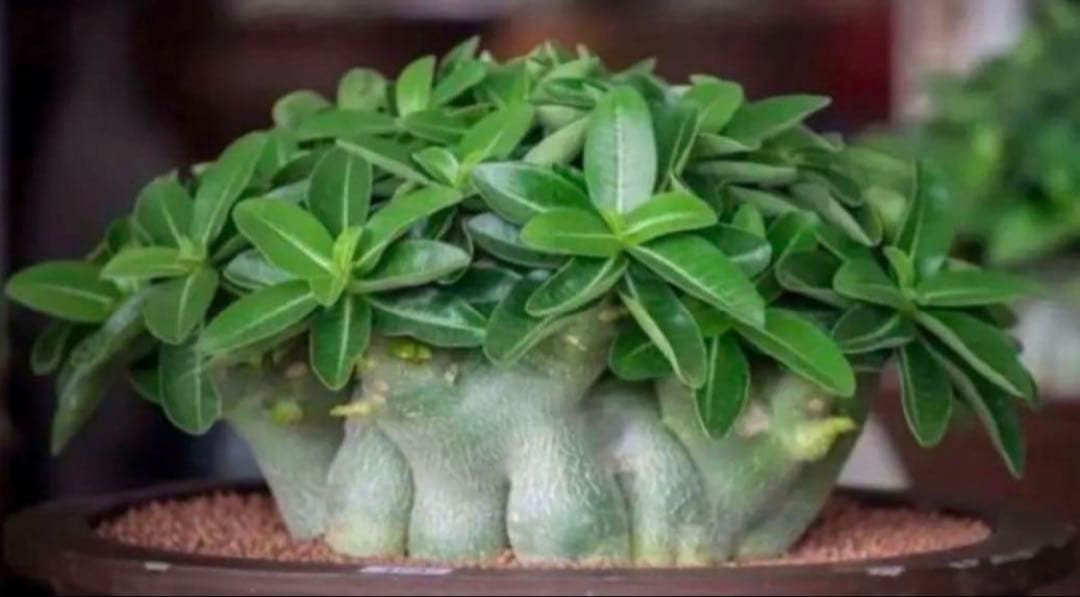 【激レア/ドワーフ/超極太/塊根】アデニウム アラビカムV2ハック鉢植えA-17