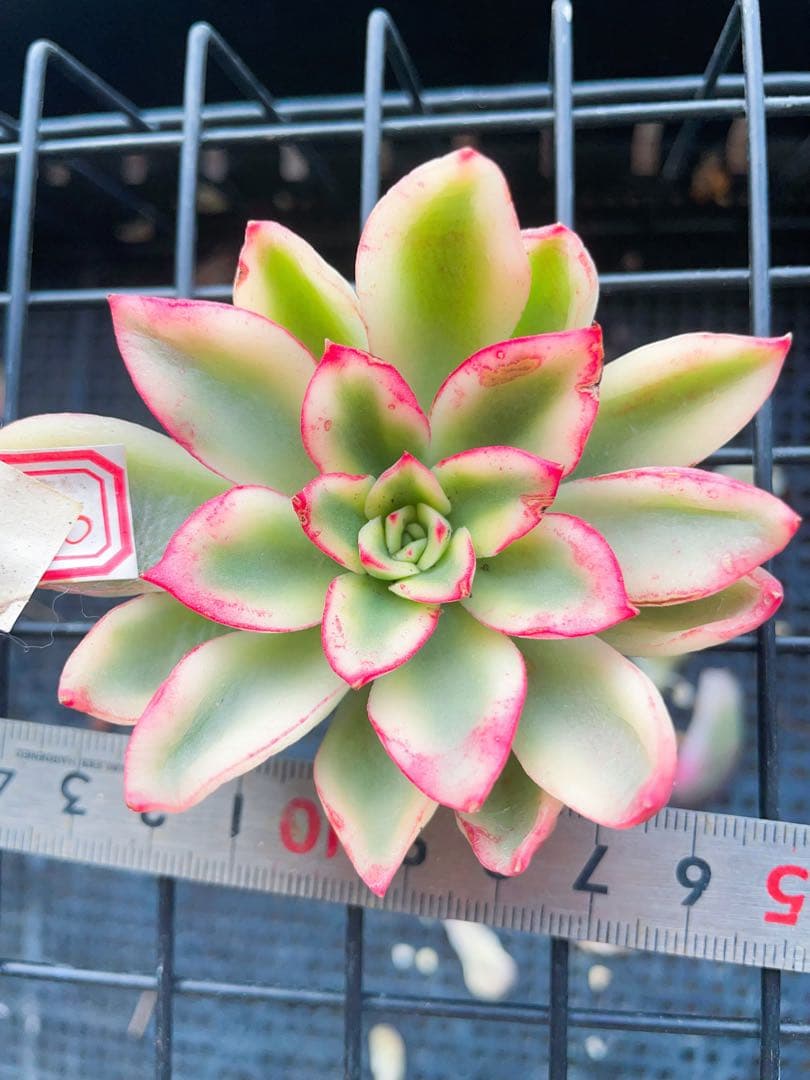 紫夢錦　美覆輪　多肉植物　エケベリア