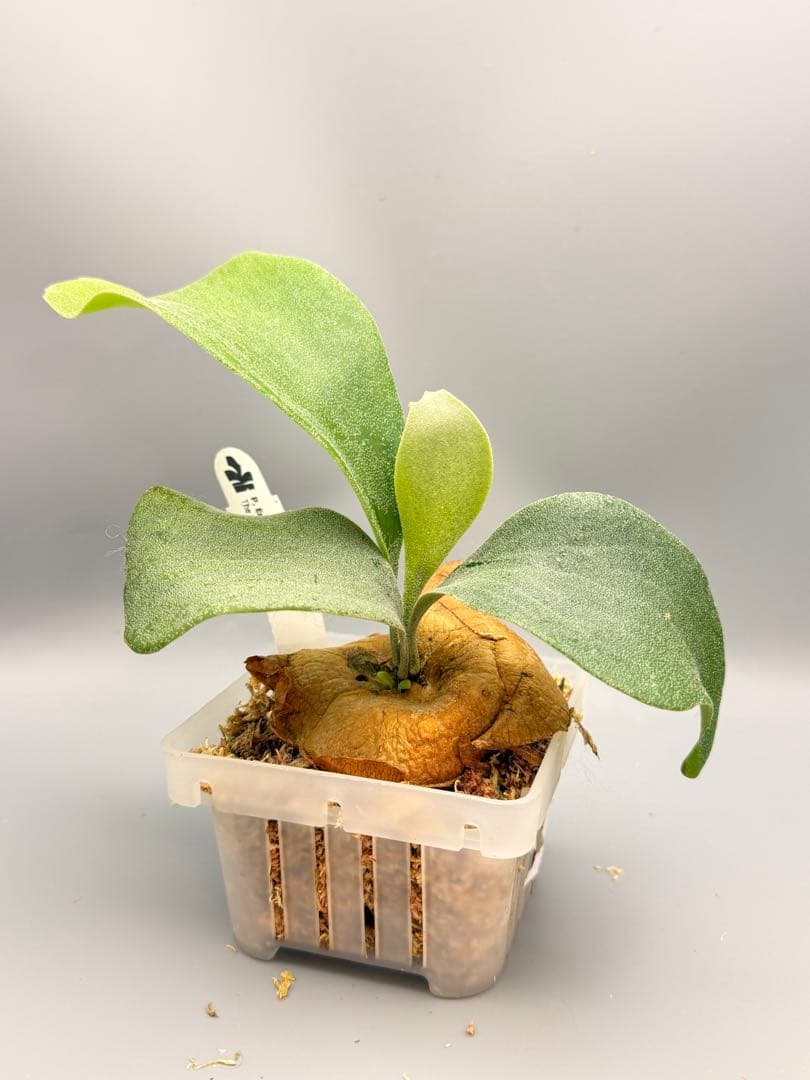 ビカクシダP.Emma, P.Blue monkey mix spore