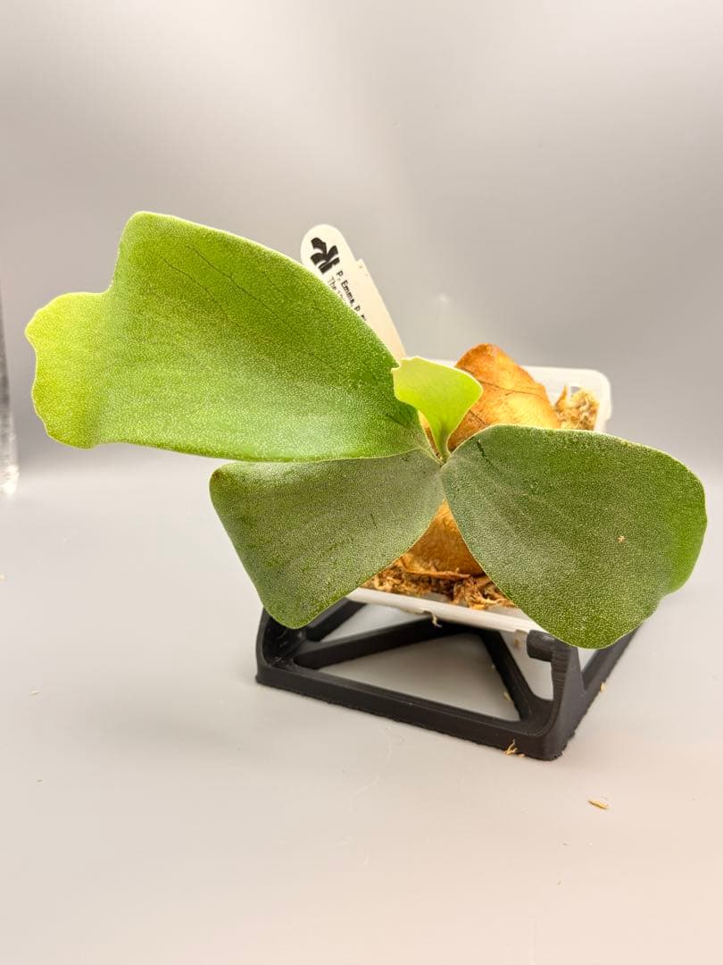 ビカクシダP.Emma, P.Blue monkey mix spore