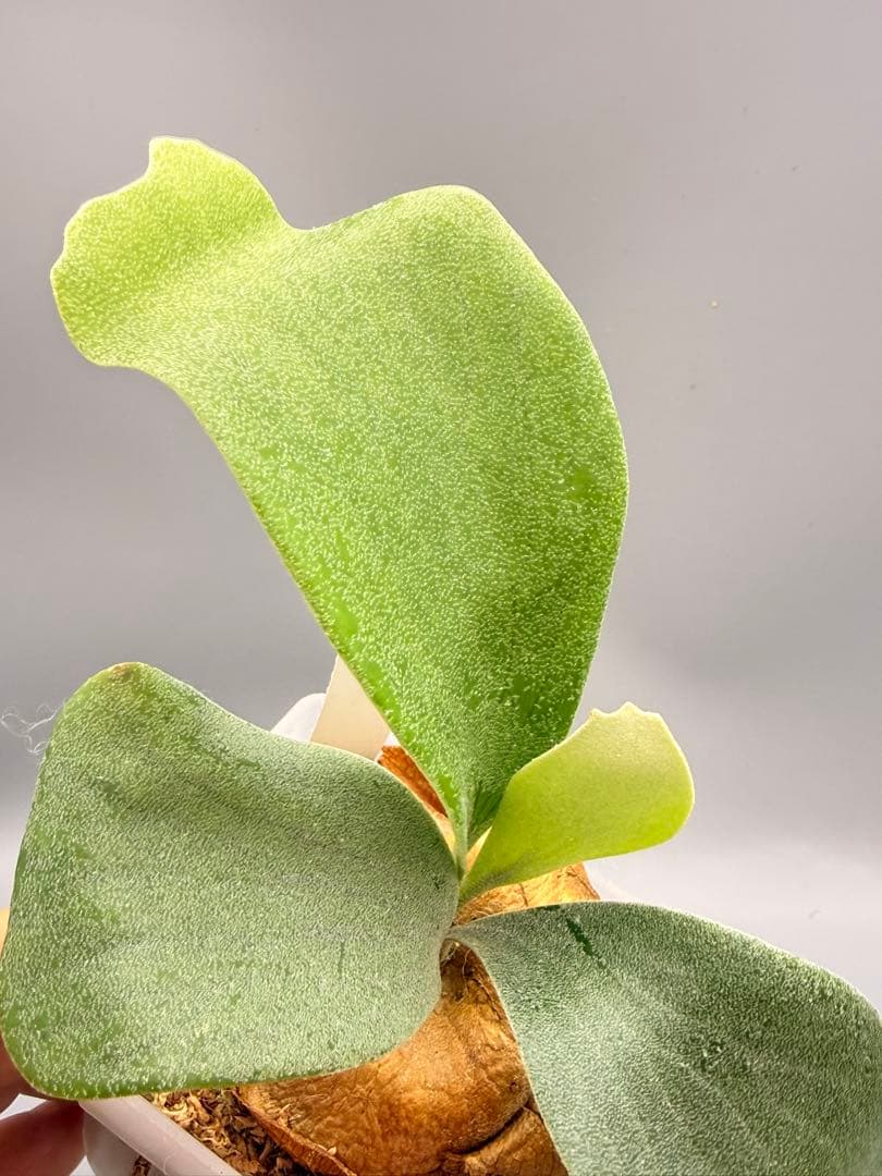 ビカクシダP.Emma, P.Blue monkey mix spore