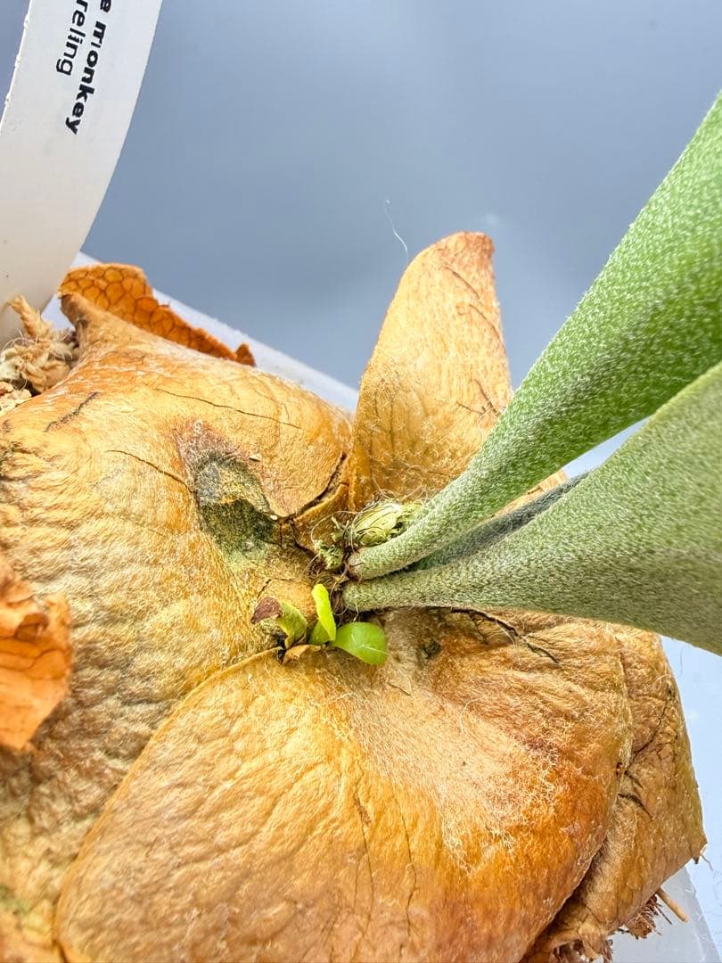 ビカクシダP.Emma, P.Blue monkey mix spore