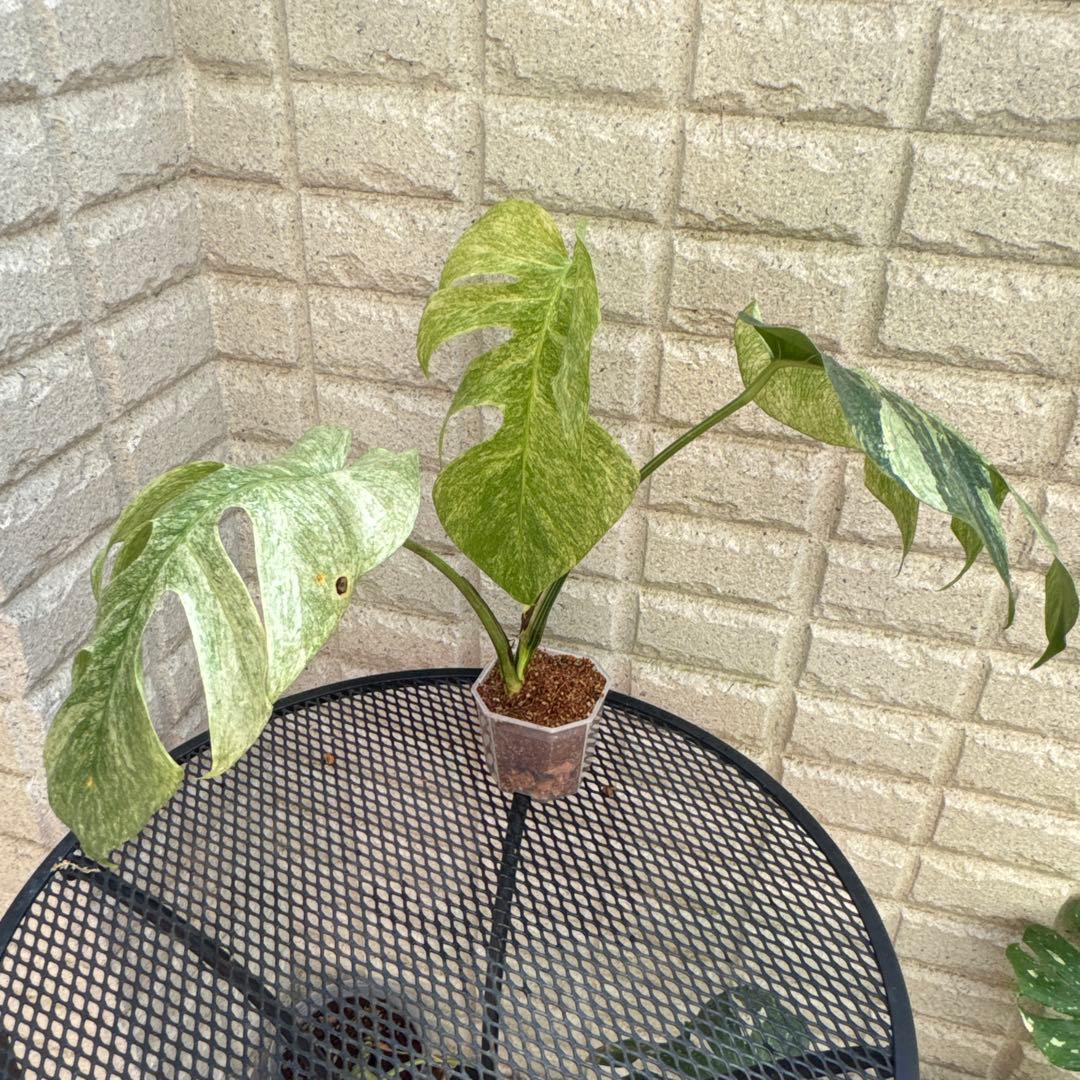 ＊モンステラ＊ミント＊フルミント＊