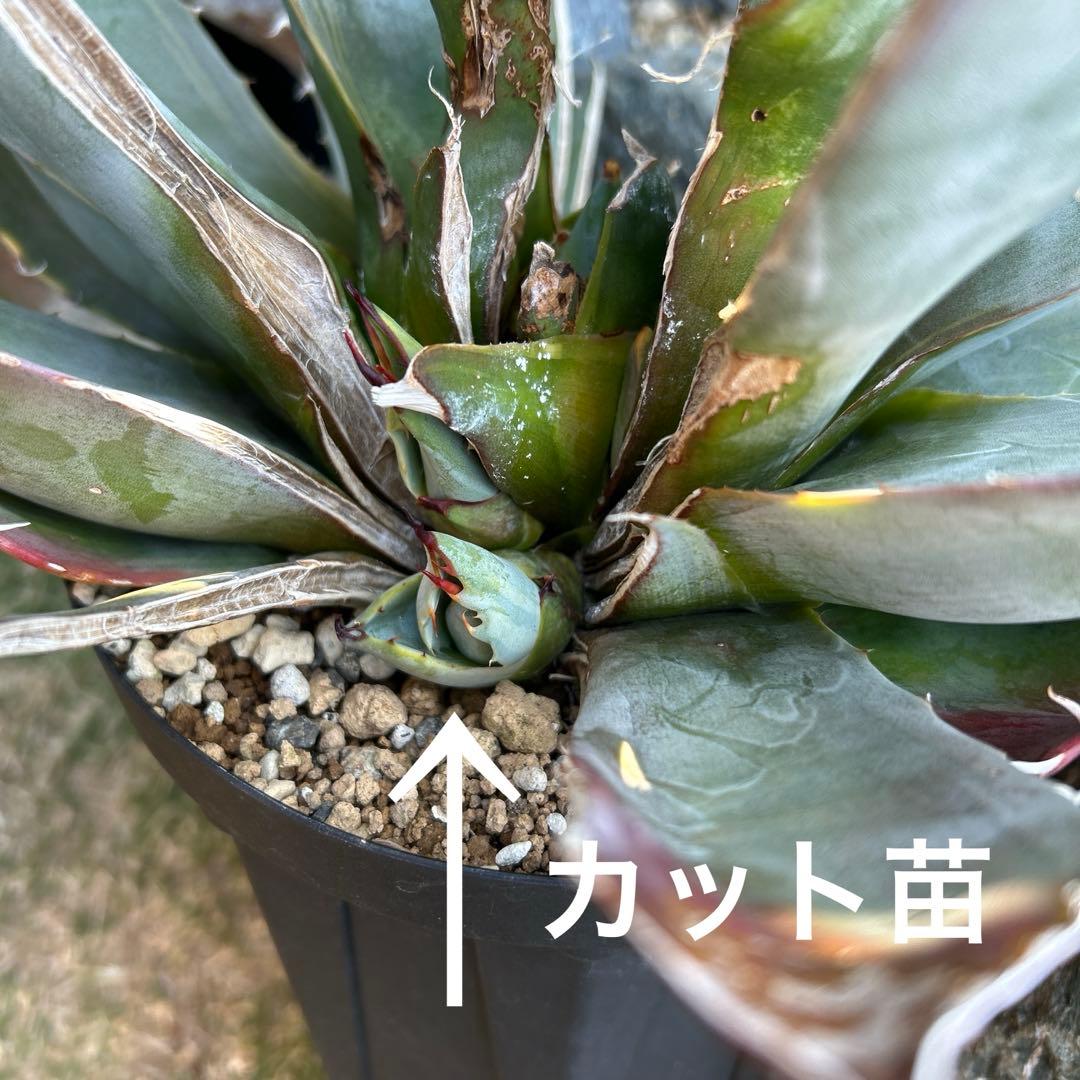ホリダ　黄中斑　希少　ホリダ錦　アガベ　多肉植物