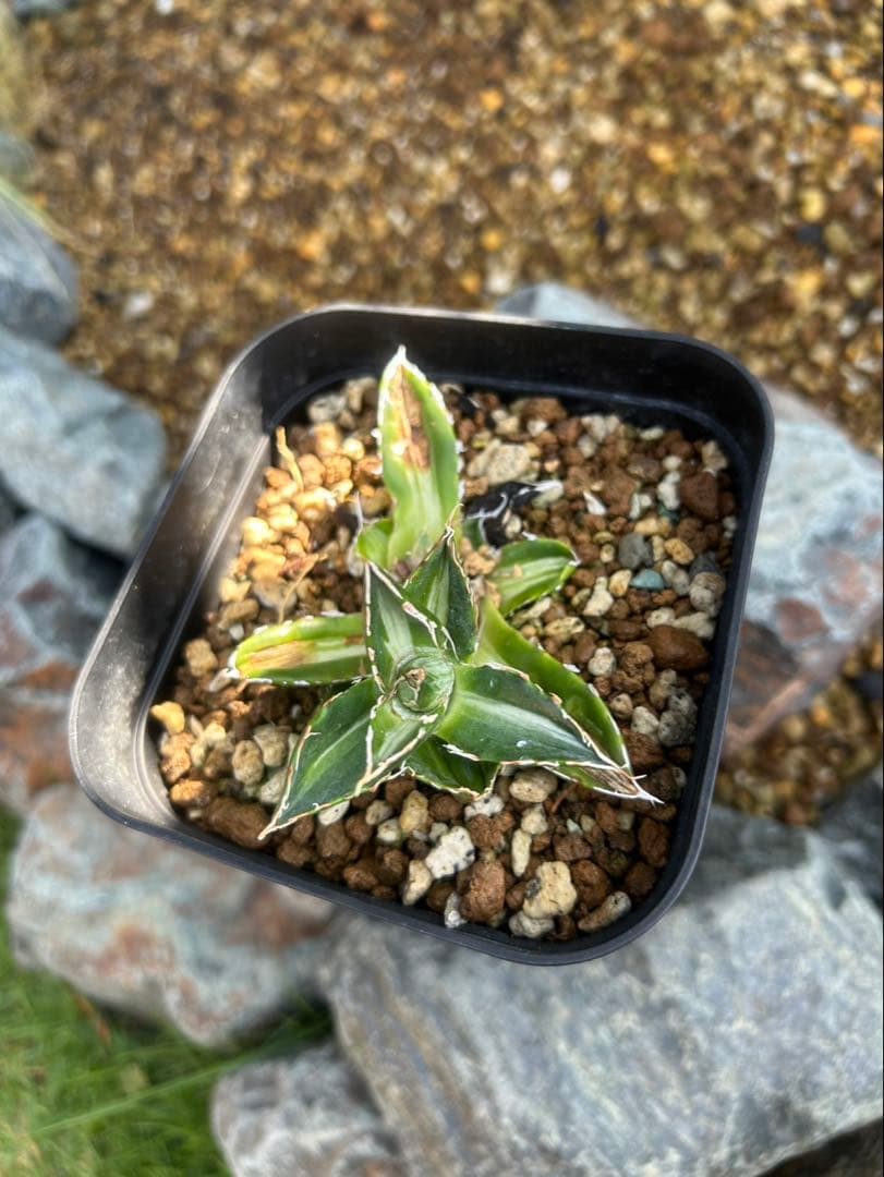 ホリダ　黄中斑　希少　ホリダ錦　アガベ　多肉植物