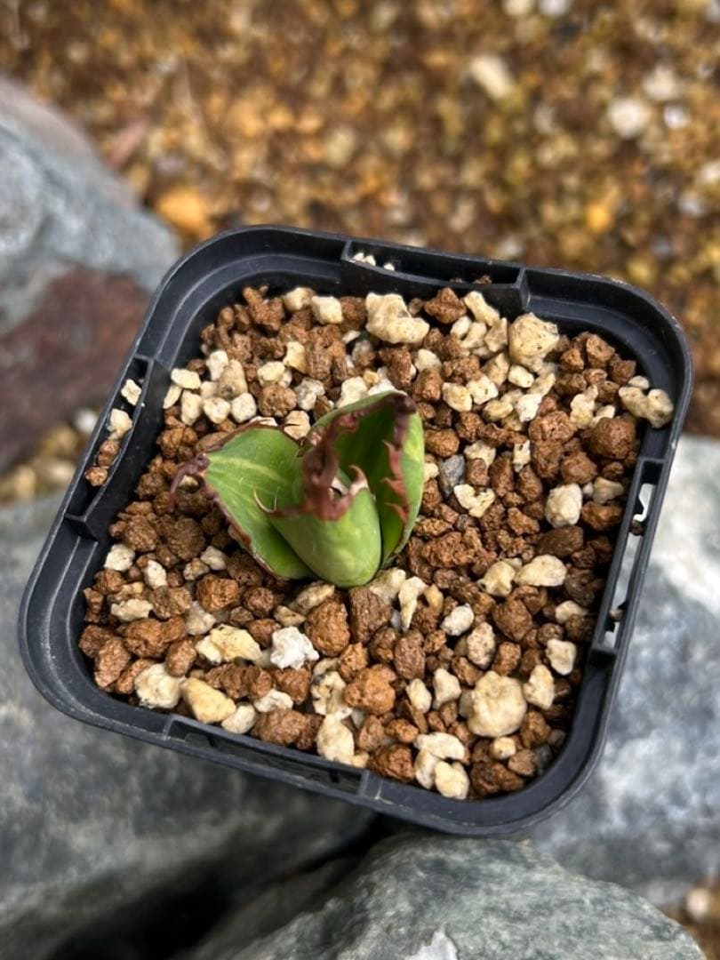 ホリダ　黄中斑　希少　ホリダ錦　アガベ　多肉植物