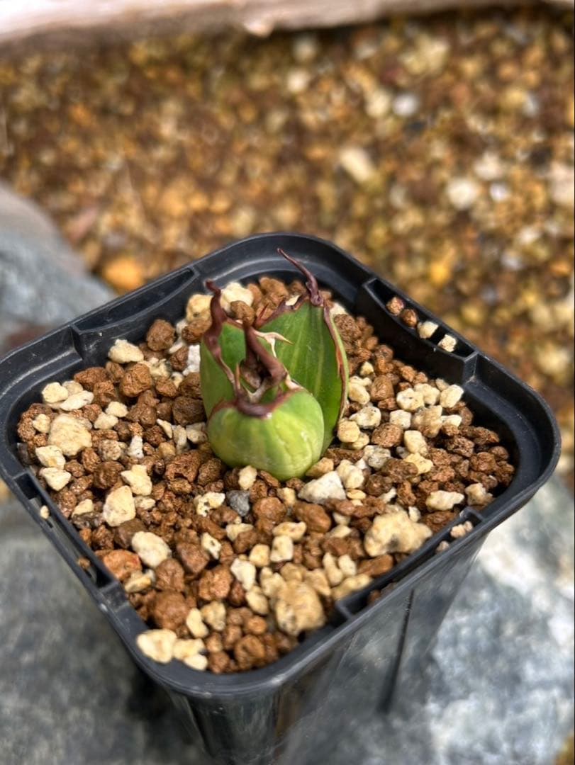 ホリダ　黄中斑　希少　ホリダ錦　アガベ　多肉植物