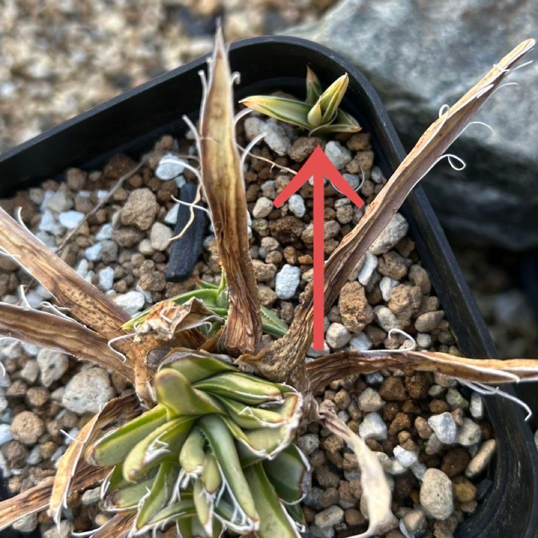ホリダ　黄中斑　希少　ホリダ錦　アガベ　多肉植物