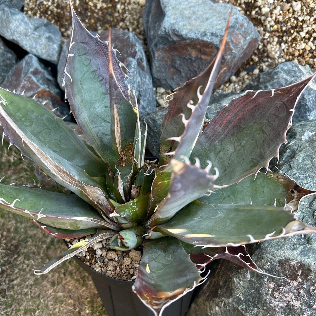 ホリダ　黄中斑　希少　ホリダ錦　アガベ　多肉植物