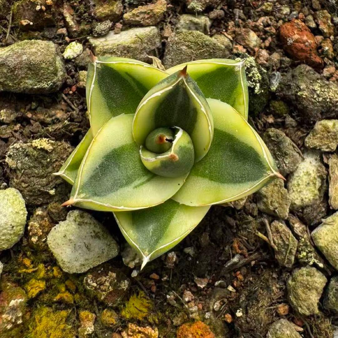 多肉植物 アガベ ピンキー 王妃笹の雪Ａ型　黄覆輪斑　希少種 特選　初出品