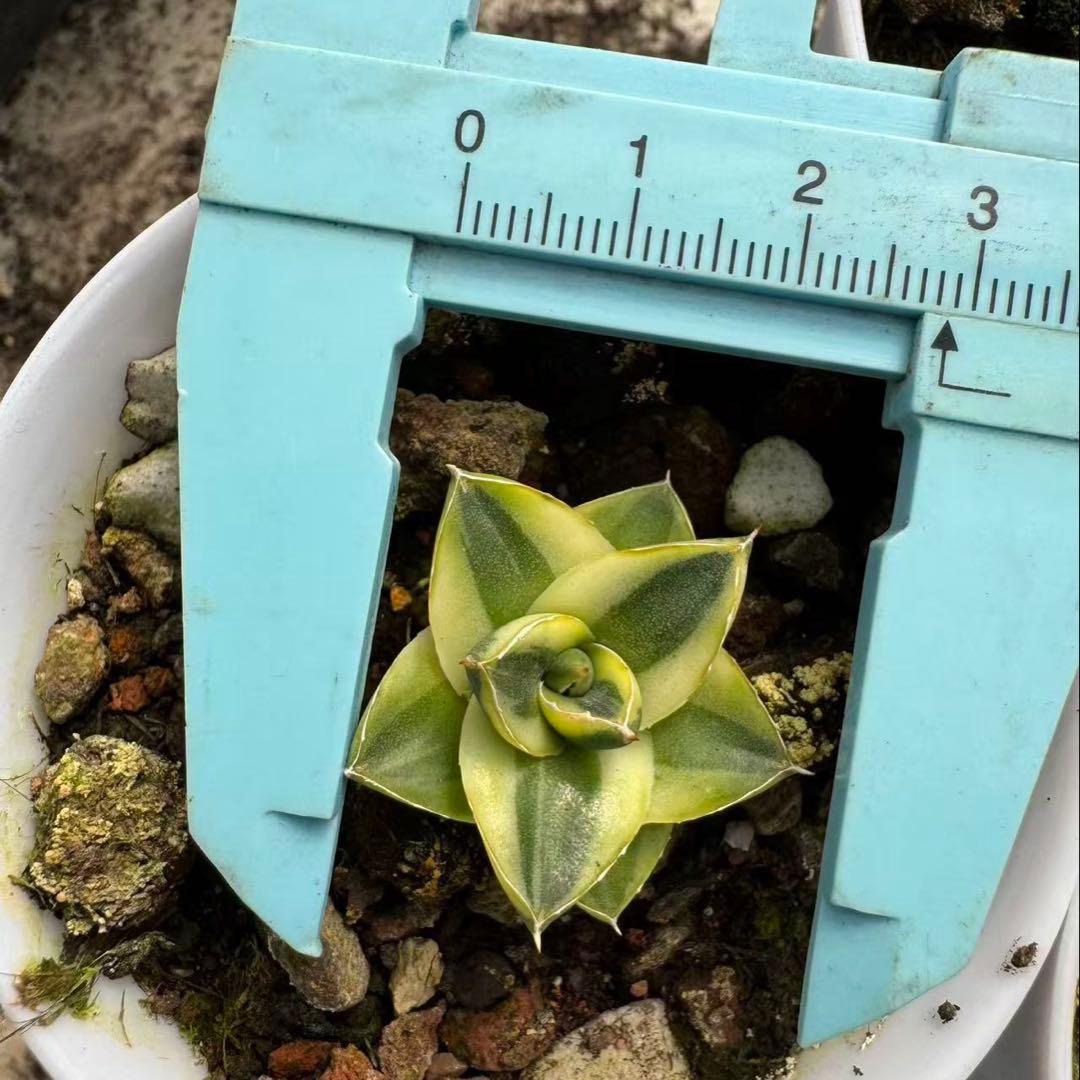 多肉植物 アガベ ピンキー 王妃笹の雪Ａ型　黄覆輪斑　希少種 特選　初出品