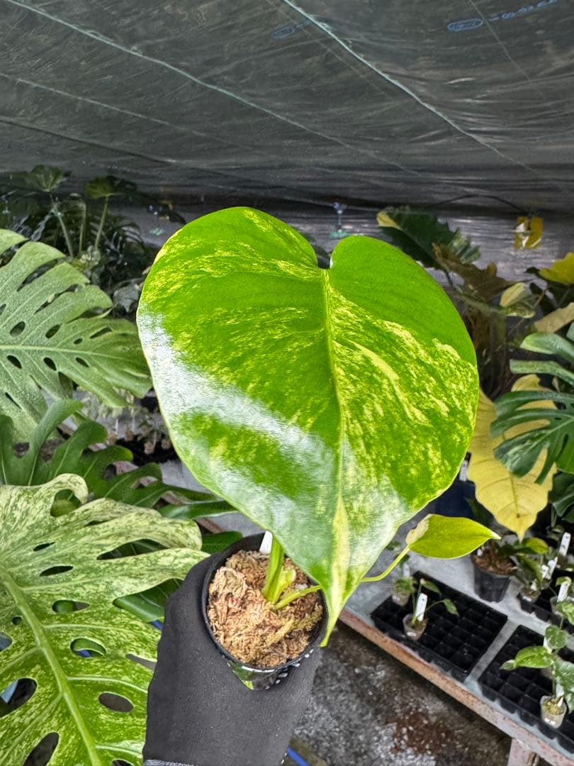 K3モンステラ　イエローマリリン　黄斑入り