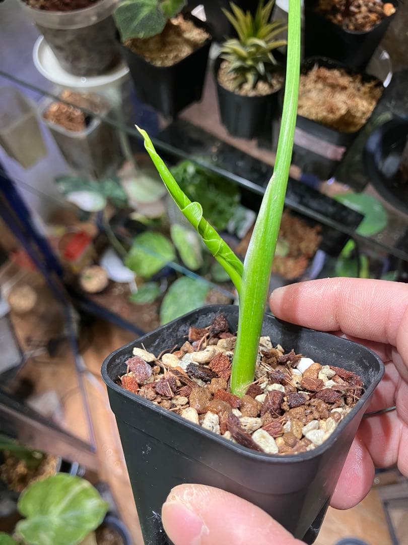 セローム斑入り　鉢ごと発送