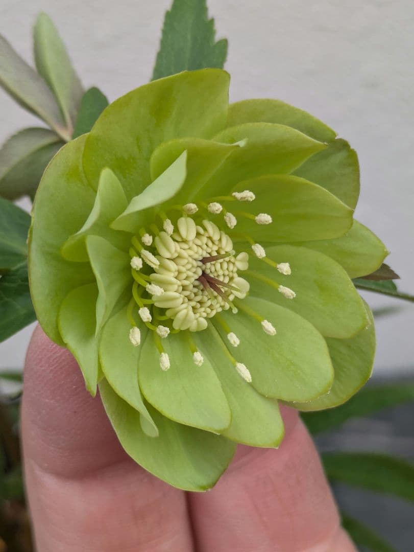 クリスマスローズ ウィンターシンフォニー【極美グリーン・多弁ダブル】開花株