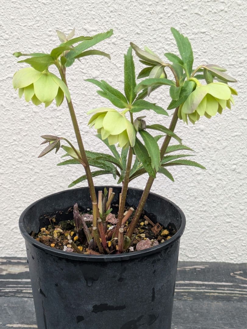 クリスマスローズ ウィンターシンフォニー【極美グリーン・多弁ダブル】開花株