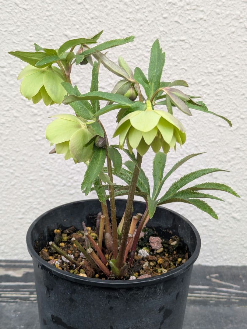 クリスマスローズ ウィンターシンフォニー【極美グリーン・多弁ダブル】開花株