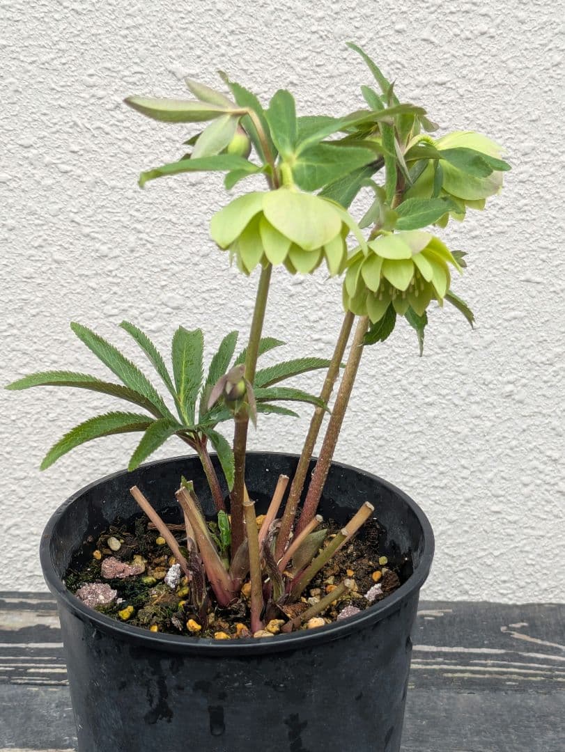 クリスマスローズ ウィンターシンフォニー【極美グリーン・多弁ダブル】開花株