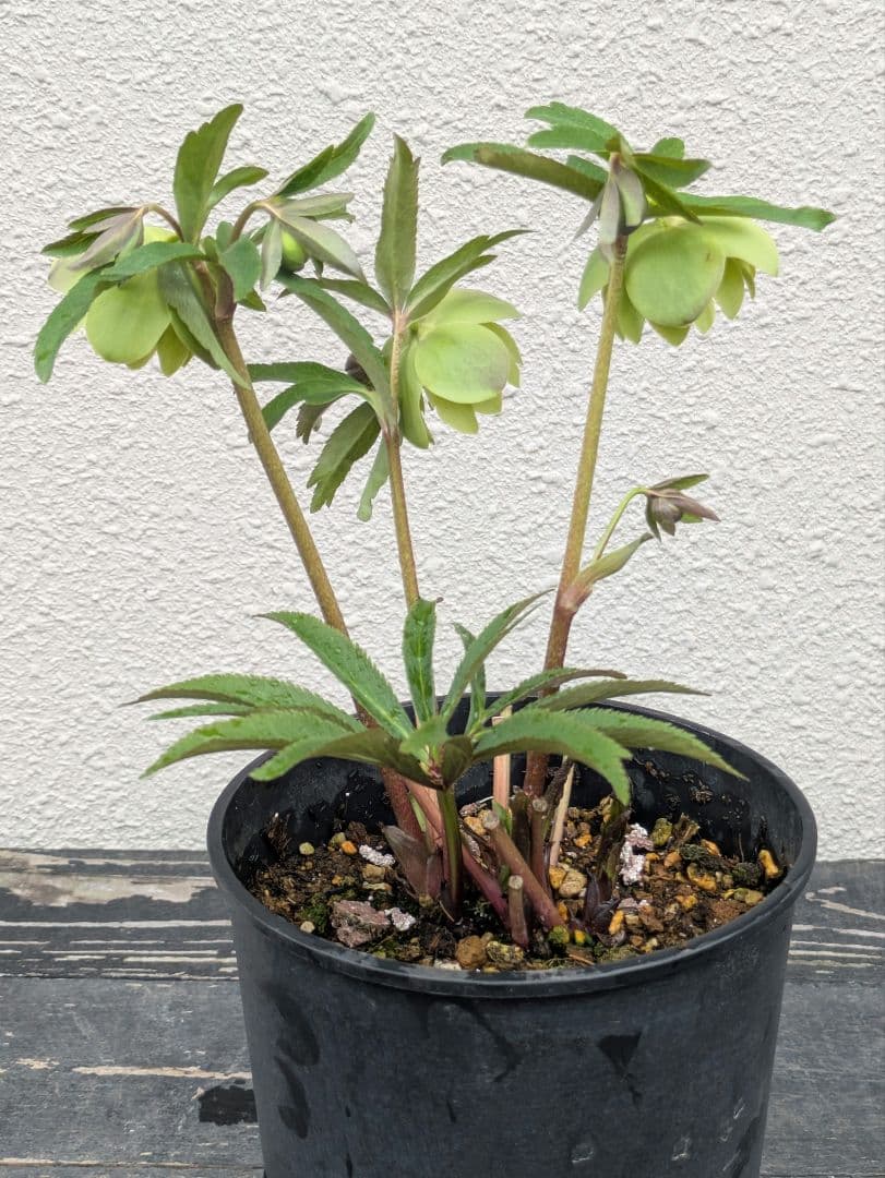 クリスマスローズ ウィンターシンフォニー【極美グリーン・多弁ダブル】開花株