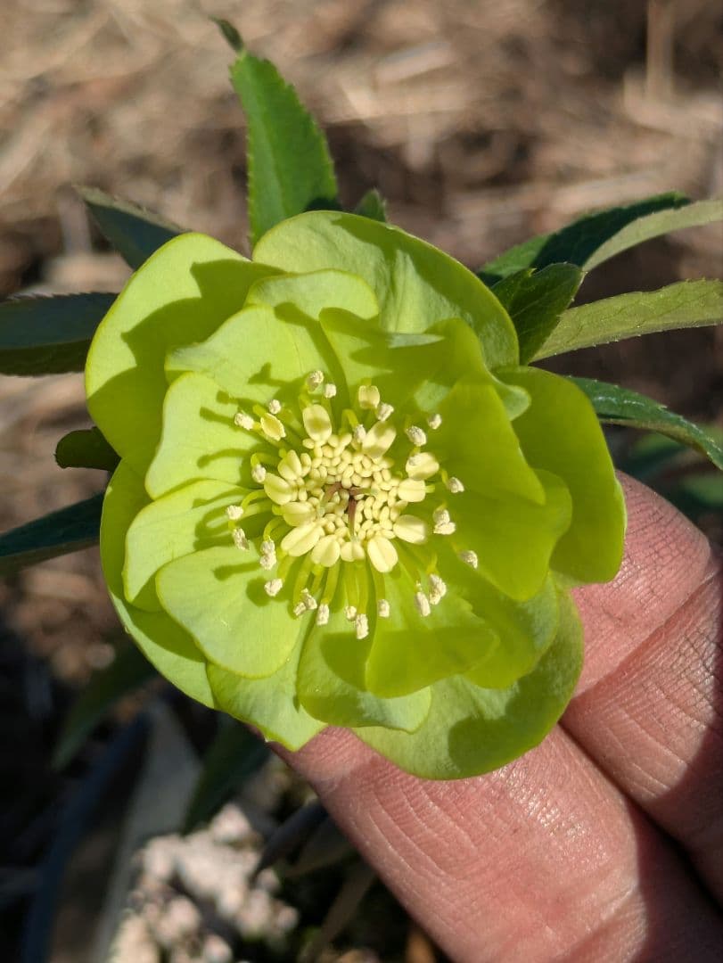 クリスマスローズ ウィンターシンフォニー【極美グリーン・多弁ダブル】開花株