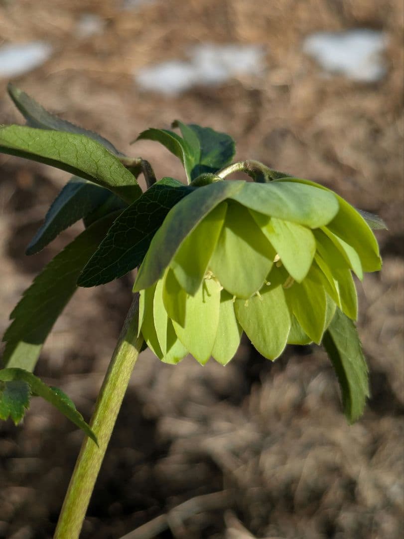 クリスマスローズ ウィンターシンフォニー【極美グリーン・多弁ダブル】開花株