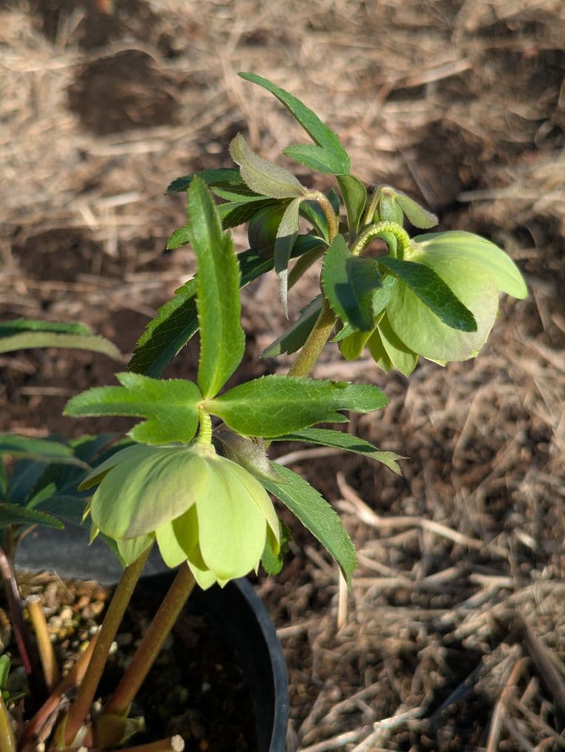 クリスマスローズ ウィンターシンフォニー【極美グリーン・多弁ダブル】開花株