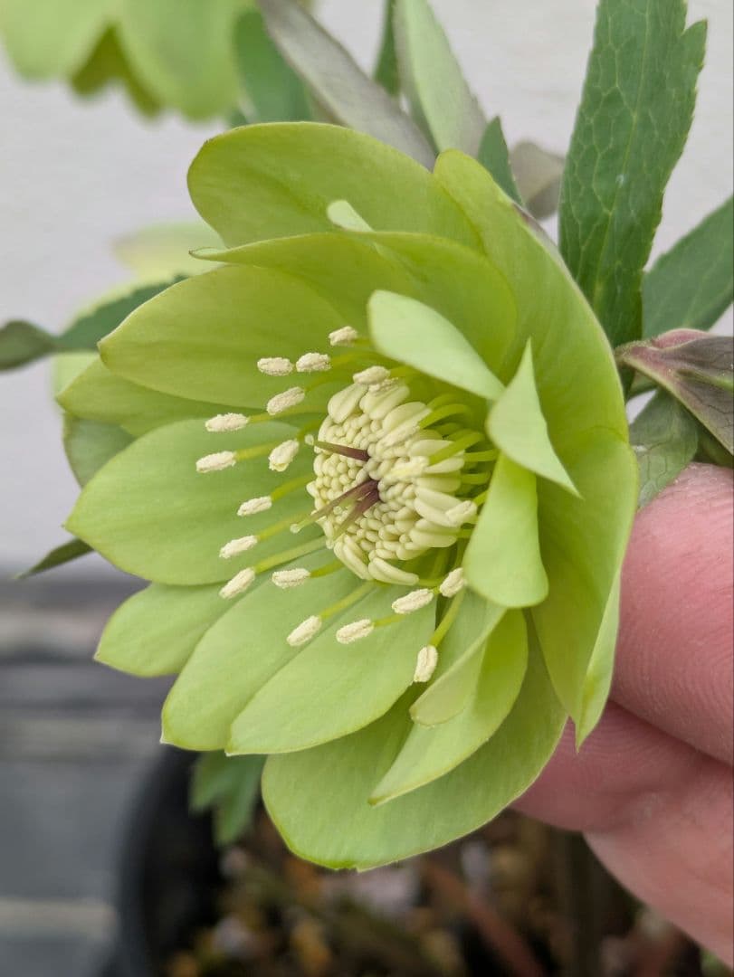 クリスマスローズ ウィンターシンフォニー【極美グリーン・多弁ダブル】開花株