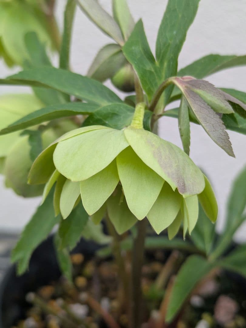 クリスマスローズ ウィンターシンフォニー【極美グリーン・多弁ダブル】開花株