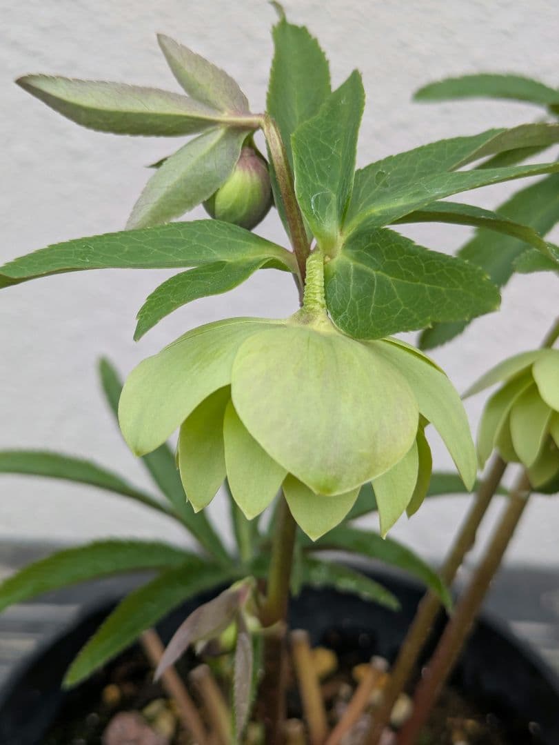 クリスマスローズ ウィンターシンフォニー【極美グリーン・多弁ダブル】開花株