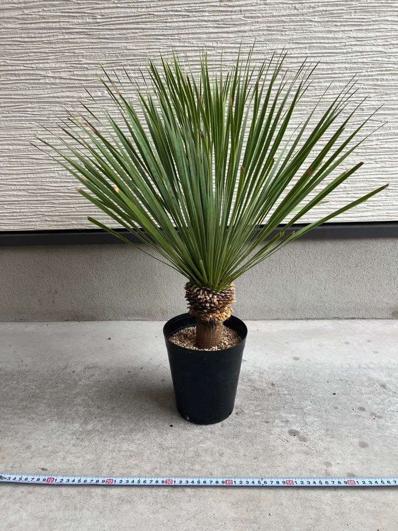 【冬支度セール】ユッカ・ロストラータ / ドライガーデン ロックガーデン