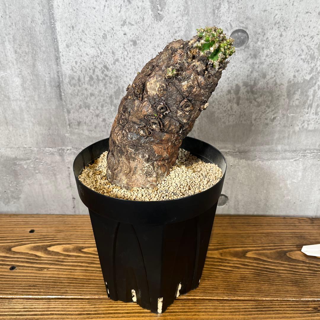 o*o様 ユーフォルビア ムランジーナ 現地球 発根済 超大株 芽吹多数