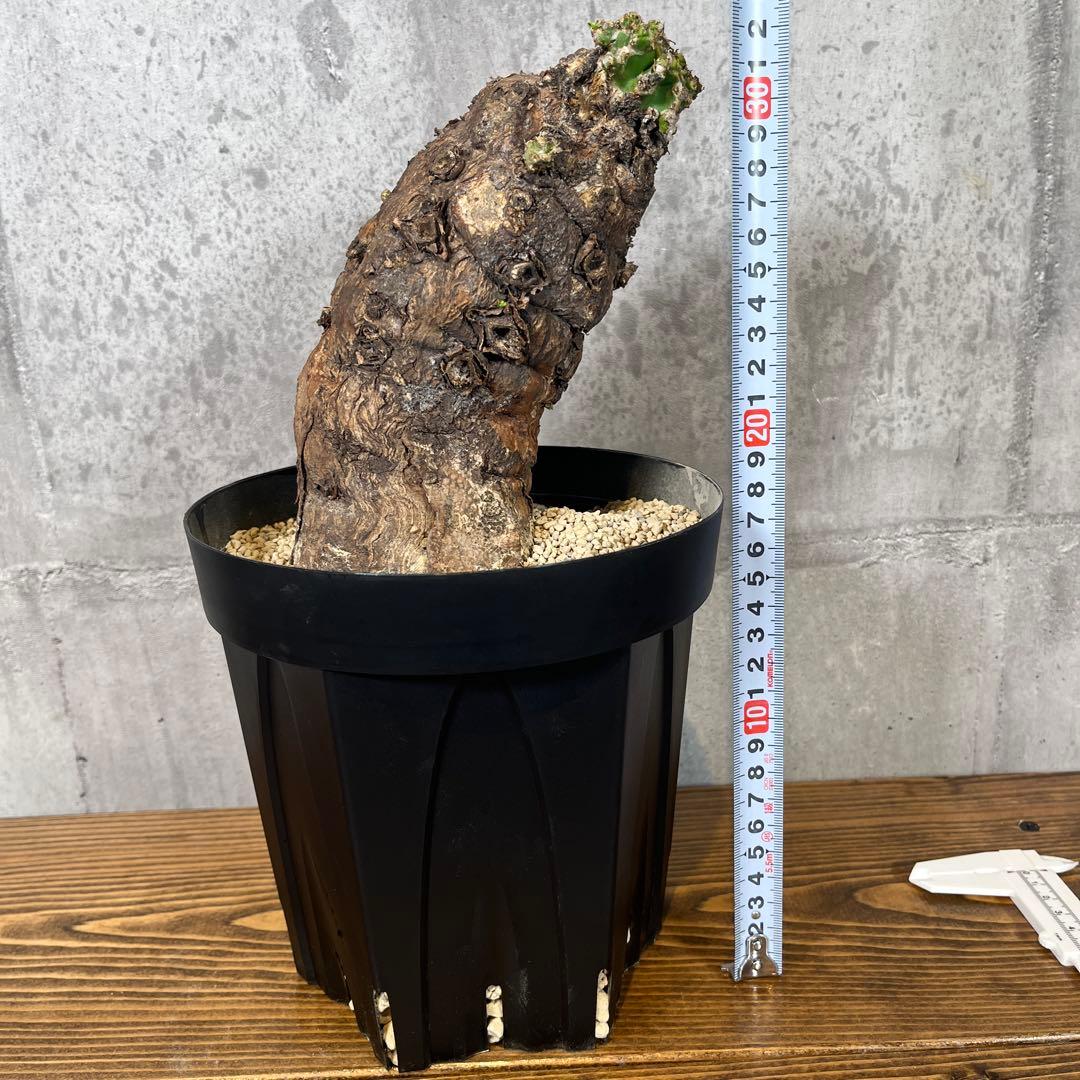 o*o様 ユーフォルビア ムランジーナ 現地球 発根済 超大株 芽吹多数