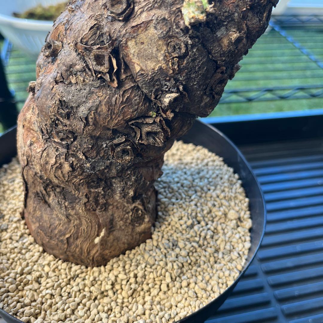 o*o様 ユーフォルビア ムランジーナ 現地球 発根済 超大株 芽吹多数