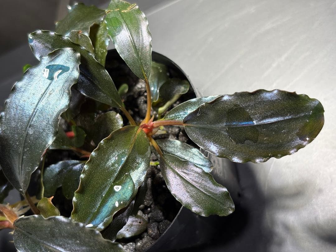 水草 Bucephalandra sp.Galaxy lic Puple