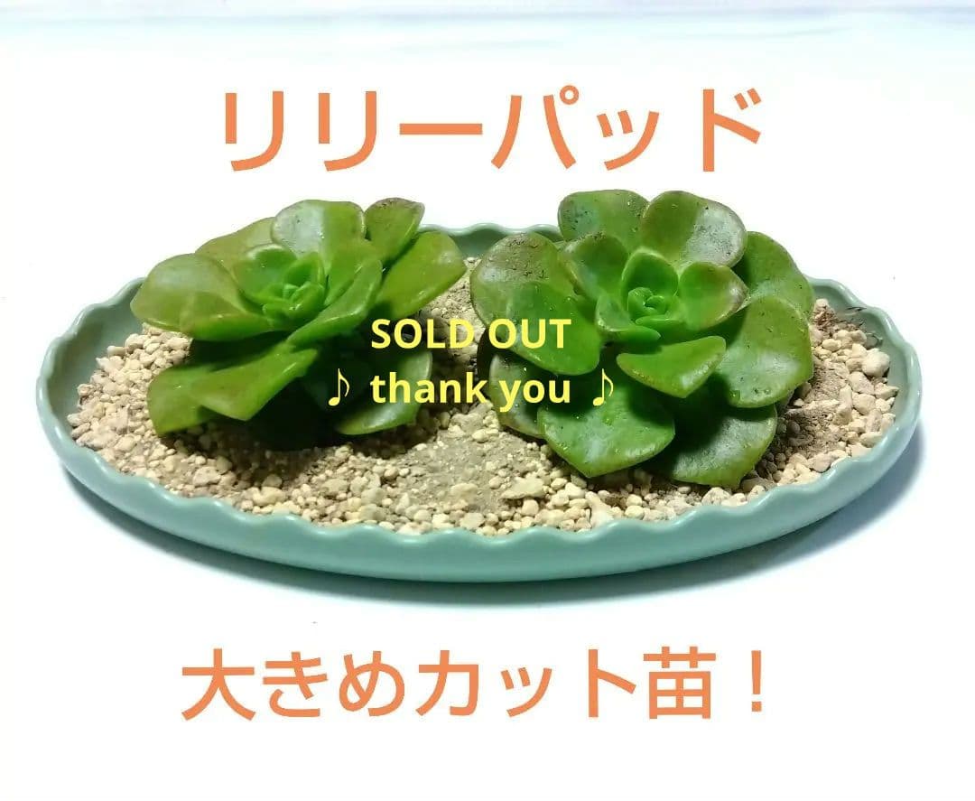 アエオニウム リリーパッド カット苗 2苗 多肉植物 リリーパット