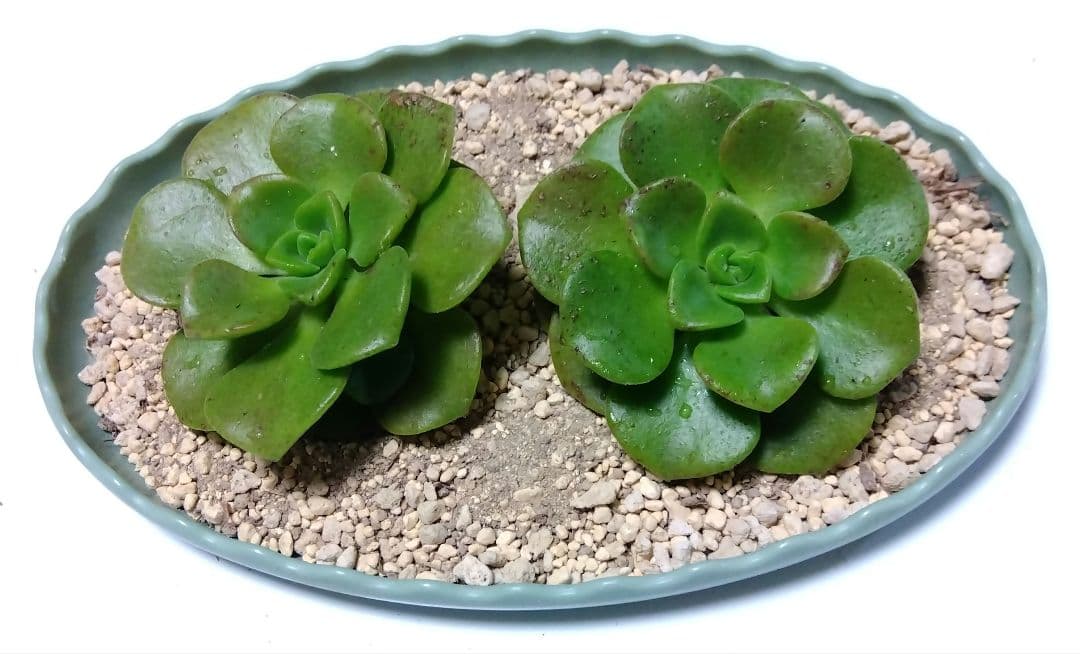 アエオニウム リリーパッド カット苗 2苗 多肉植物 リリーパット