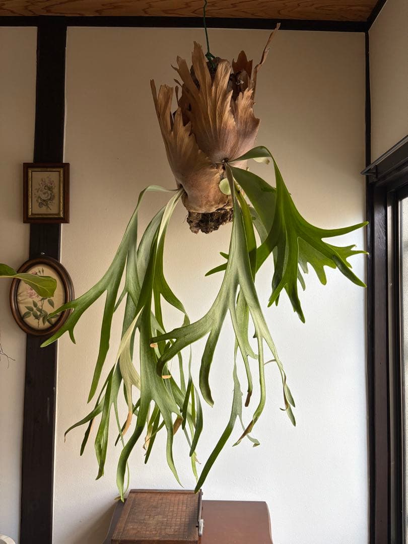 はなはなはなこ