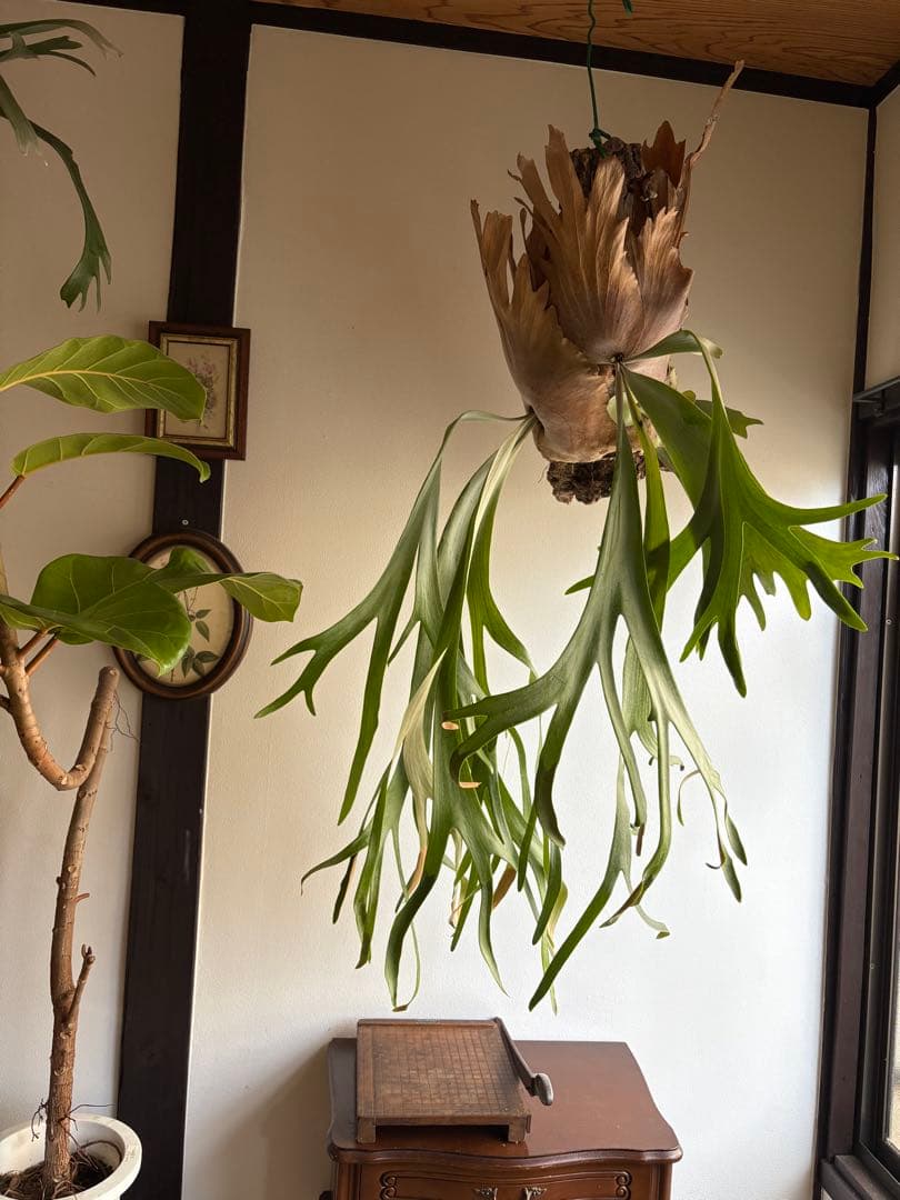 はなはなはなこ