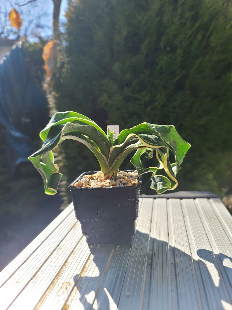 玉獅子　万年青